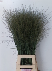 Panicum Heavy Metal 90cm