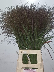 Panicum Warrior 80cm