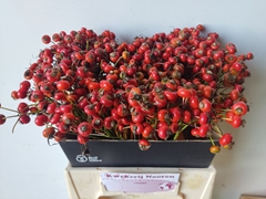 Rosa Red Hooijdonk 40cm