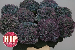 Hydrangea Pimpernel Classic 100cm 22-24cm Hd