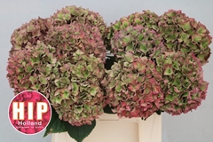 Hydrangea Rodeo Red Classic 40cm 12-14cm Hd