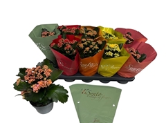 Kalanchoe Double Mix 12Ø 25cm
