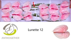 Anthurium Lunette 13cm Hd