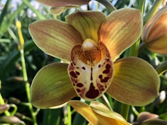 Cymbidium Mini Teeflor 60cm