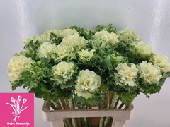 Brassica Crane Ruffle White 60cm