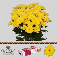 Chrysanth Spray Baltica Yellow 70cm 95gr.
