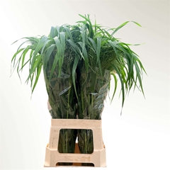 Panicum Fontaine 80cm