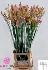 Nerine Bicolor Bionce 80cm