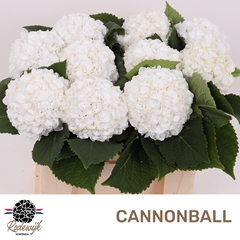 Hydrangea Cannonball 50cm 12-14cm Hd