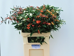 Euphorbia Fulgens Spray Mix 80cm 15cm Hd