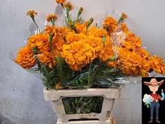 Tagetes Coco Deep Orange 60cm