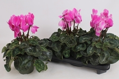Cyclamen Super Serie Leopardo 13Ø 35cm