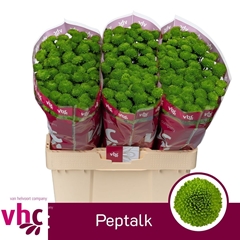 Chrysanth Santini Peptalk 55cm 40gr.
