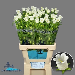 Campanula Champion White 70cm