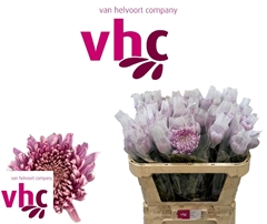Chrysanth Single Hornbill 70cm 65gr.