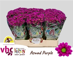 Chrysanth Santini Madiba Aswad Purple 55cm 36gr.