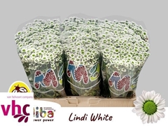 Chrysanth Santini Madiba Lindi White 55cm 40gr.