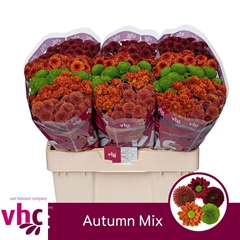 Chrysanth Santini Mix 55cm 44gr.