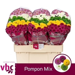 Chrysanth Santini Pompon Mix Per Bunch 55cm 40gr.