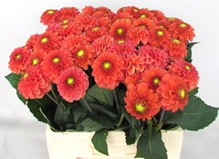 Dahlia Koppert Bright Orange 60cm