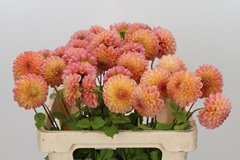 Dahlia L.a.t.e. 60cm