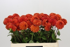 Dahlia Orange Fox 50cm