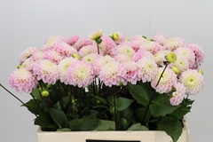 Dahlia Wizard Of Oz 50cm