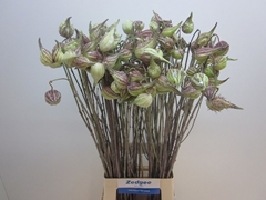 Asclepias Syriaca 80cm