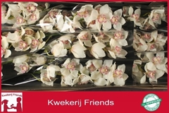 Cymbidium Mrs. Sugar Lee 60cm