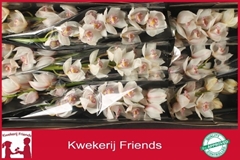 Cymbidium Noorderlicht 60cm