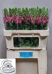 Antirrhinum Avignon Cherry Rose 75cm