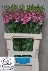 Antirrhinum Avignon Cherry Rose 65cm