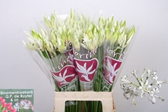 Nerine Bianca Perla 65cm
