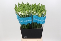 Ornithogalum Thyrsoides Mount Fuji 60cm