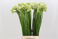 Ornithogalum Saundersiae 75cm