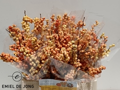Ilex Verticillata Ilexia Julia 40cm