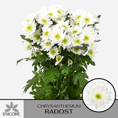 Chrysanth Spray Radost 65cm 55gr.