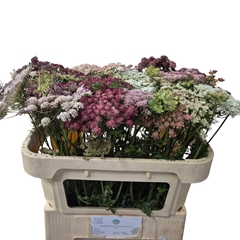 Daucus Carota Dara 70cm