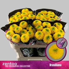 Chrysanth Single Brasiliana 70cm 85gr.