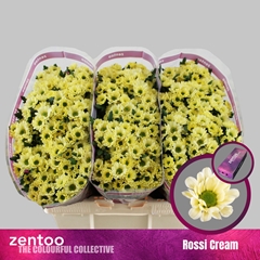 Chrysanth Santini Rossi Cream 55cm 48gr.