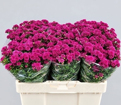 Chrysanth Santini Calimero Dark Pink 55cm 46gr.