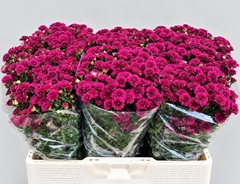 Chrysanth Santini Madiba Tyolo Purple 55cm 42gr.