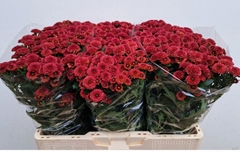 Chrysanth Santini Tammy Red 55cm 44gr.