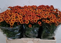 Chrysanth Santini Tammy 55cm 40gr.