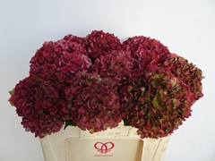 Hydrangea Pink Ruby Classic 50cm 14-16cm Hd