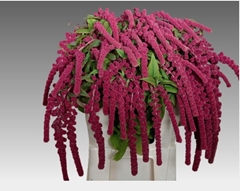 Amaranthus Caudatus Rosary 75cm