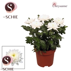 Chrysanth Supernova White 17Ø 35cm