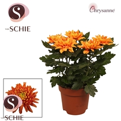 Chrysanth Durango 17Ø 35cm