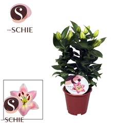 Lily Oriental Souvenir 13Ø 40cm