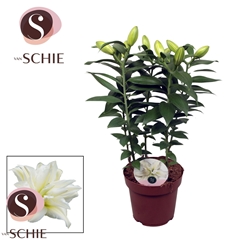 Lily Double Roselily Zeta 19Ø 70cm